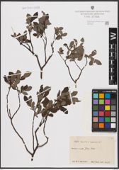 Foto von Salix aurita L. x Salix repens L.